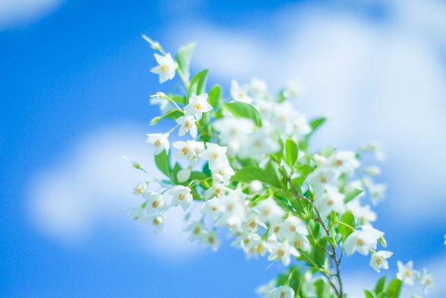 花と空の写真